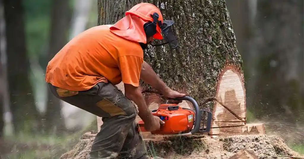 Jenis Pokok yang Mempengaruhi Kos Tebang